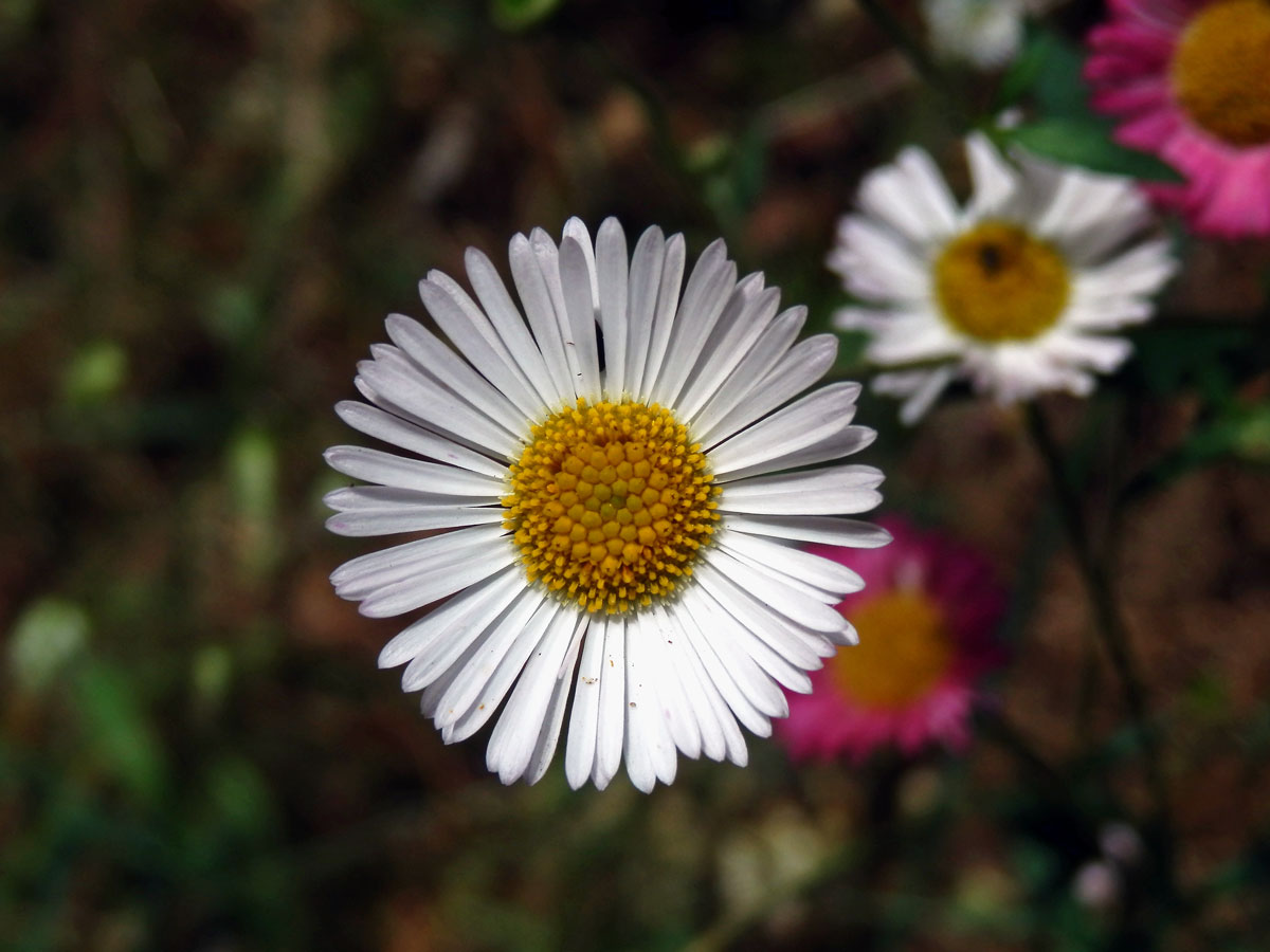 Turan Karvinského (Erigeron karvinskianus DC.)