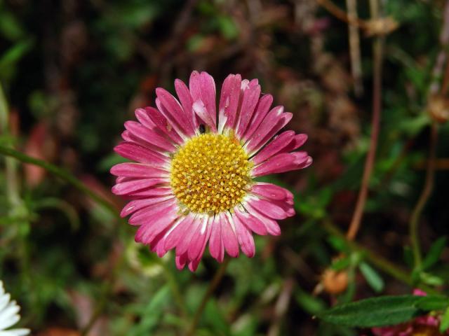 Turan Karvinského (Erigeron karvinskianus DC.)