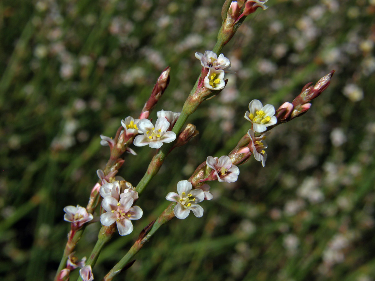 Truskavec (Polygonum equisetiforme Sm.)