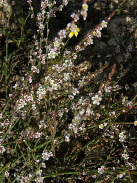 Truskavec (Polygonum equisetiforme Sm.)