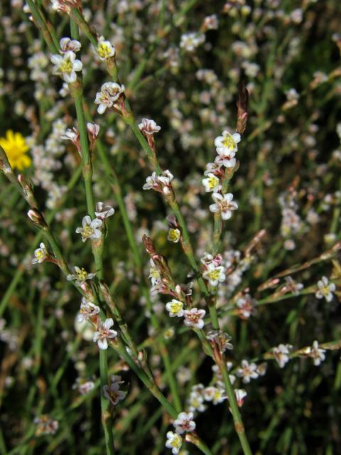 Truskavec (Polygonum equisetiforme Sm.)