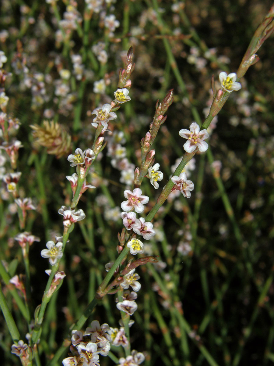 Truskavec (Polygonum equisetiforme Sm.)