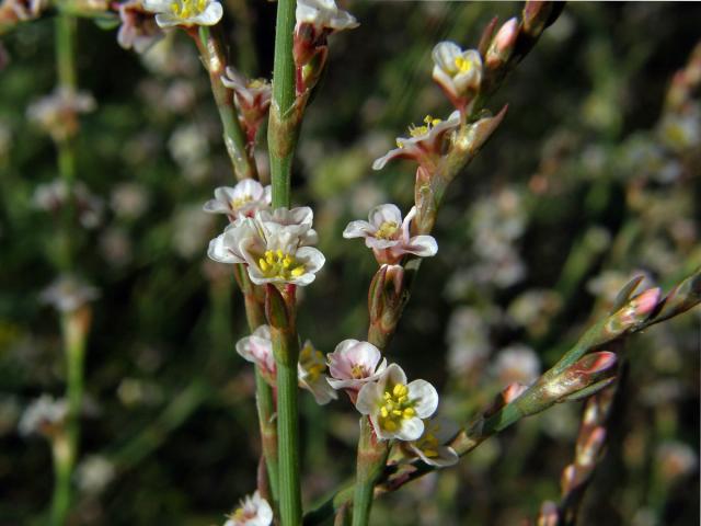 Truskavec (Polygonum equisetiforme Sm.)