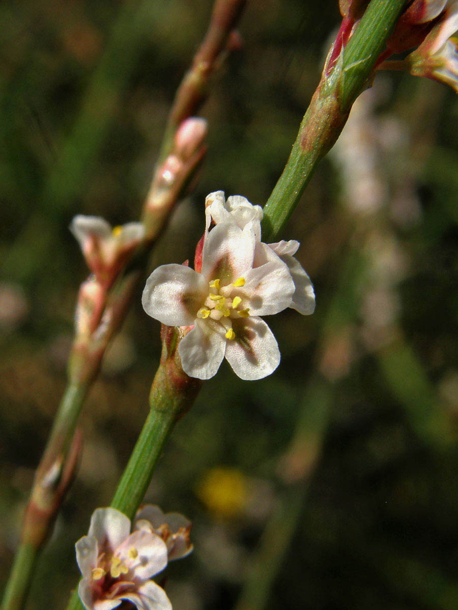 Truskavec (Polygonum equisetiforme Sm.)