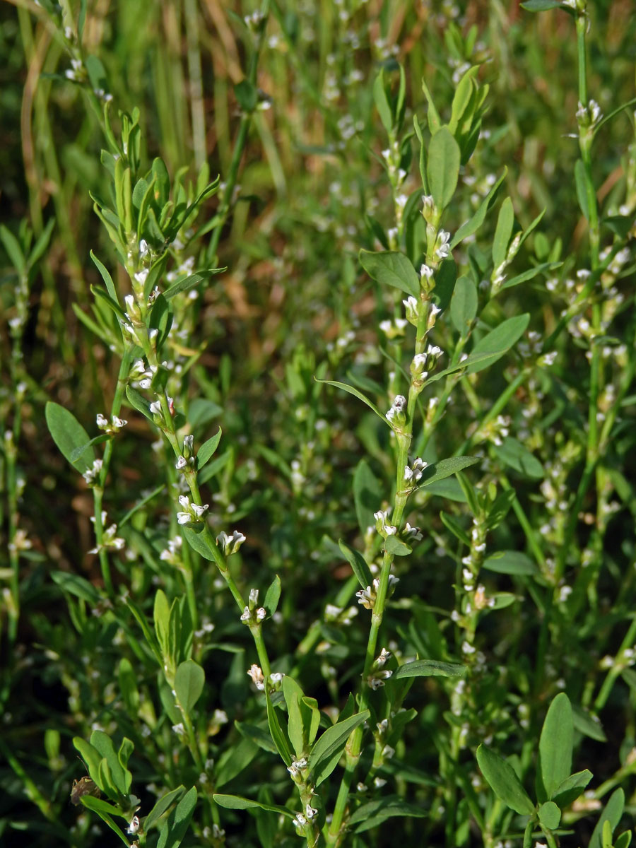 Truskavec ptačí (Polygonum aviculare L. s. str.)