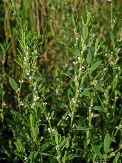 Truskavec ptačí (Polygonum aviculare L. s. str.)