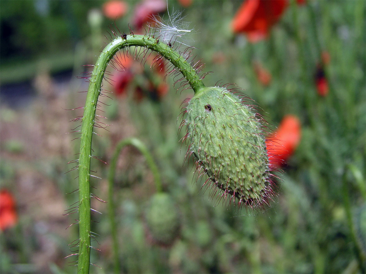 Mák vlčí (Papaver rhoeas L.)