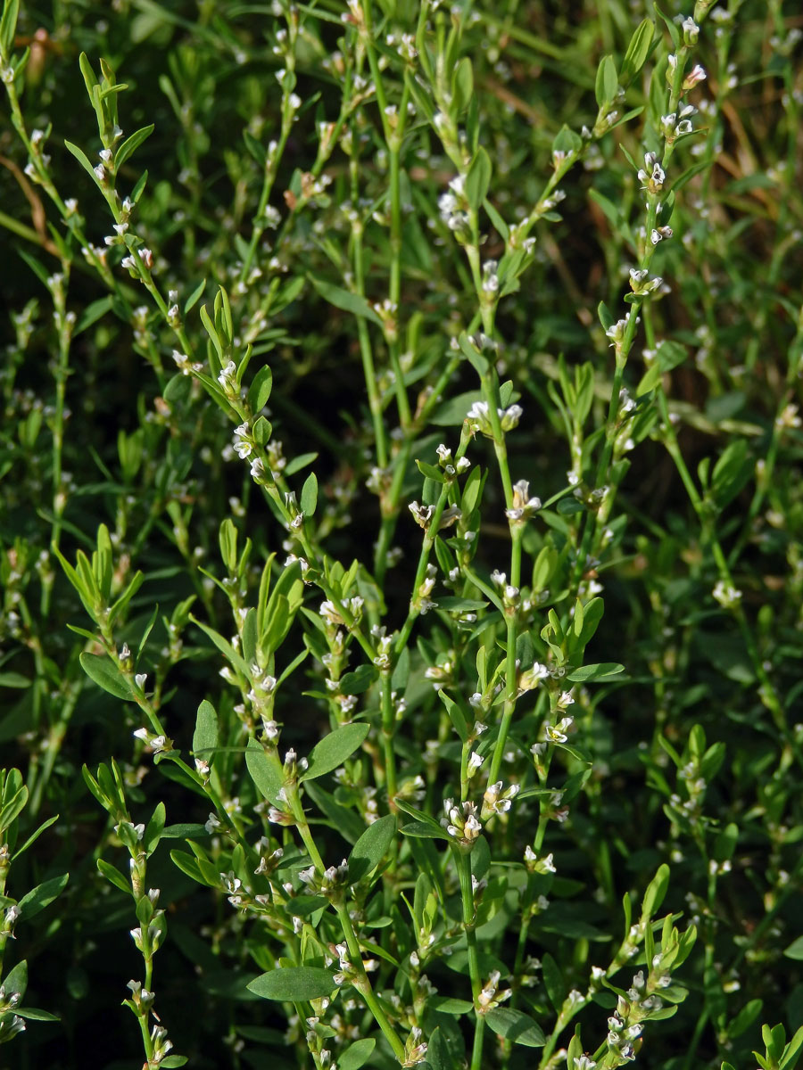 Truskavec ptačí (Polygonum aviculare L. s. str.)