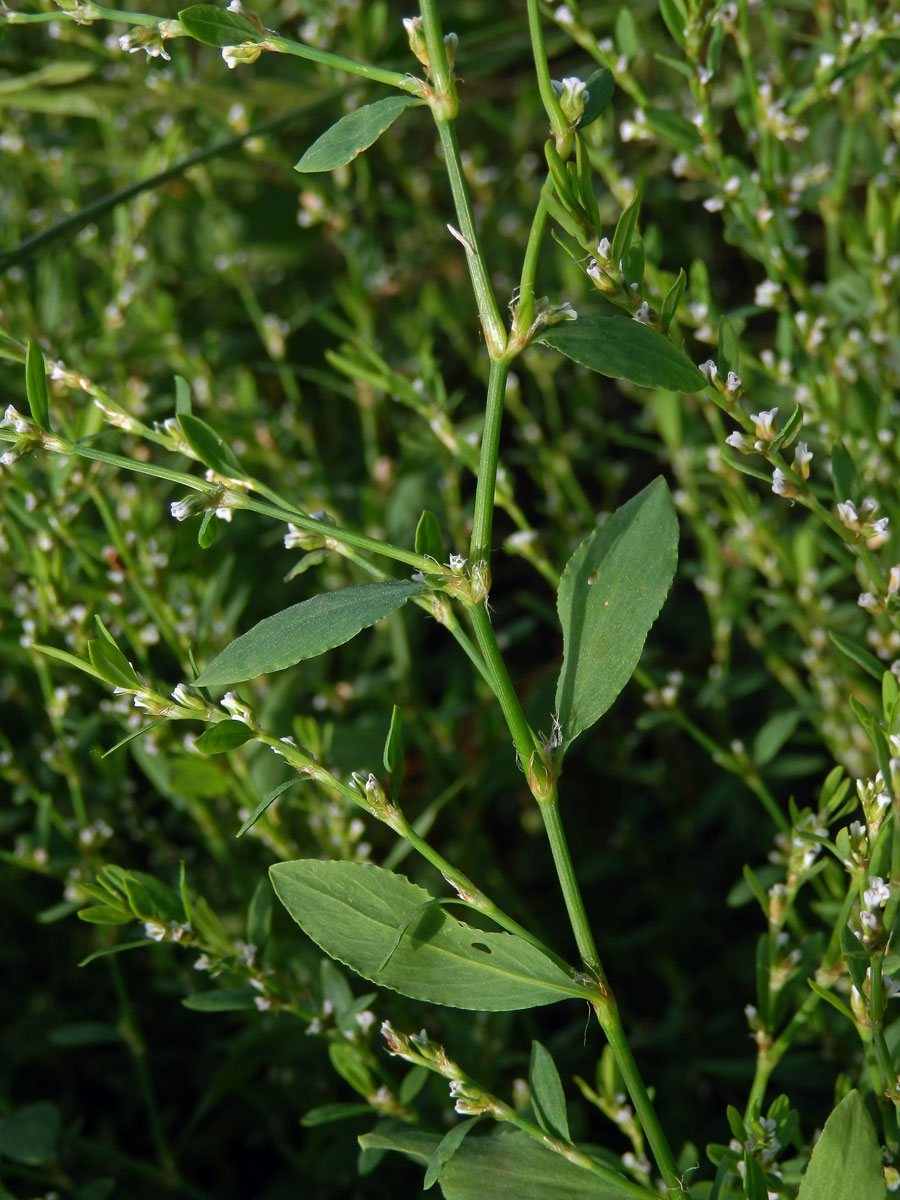 Truskavec ptačí (Polygonum aviculare L. s. str.)