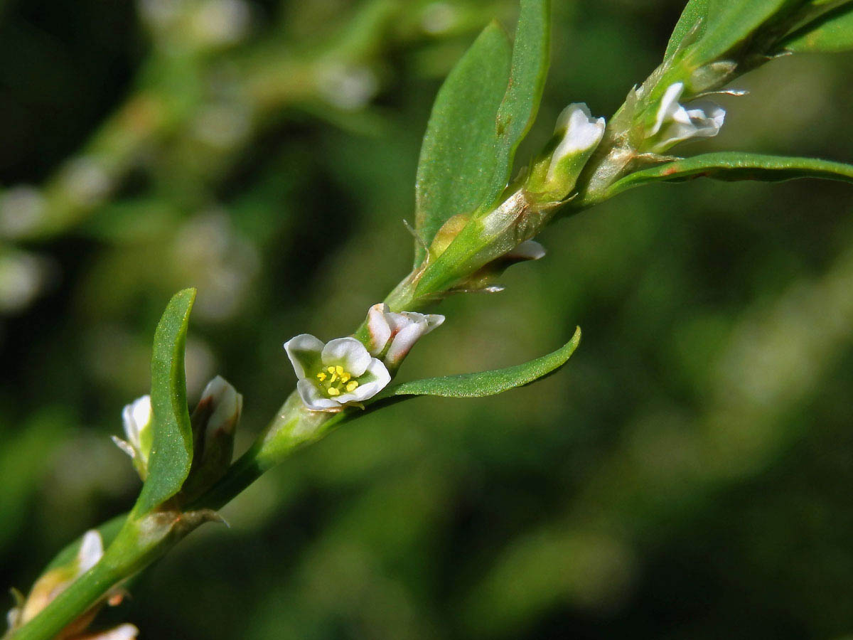 Truskavec ptačí (Polygonum aviculare L. s. str.)