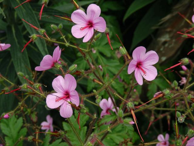 Kakost (Geranium palmatum Cav.)