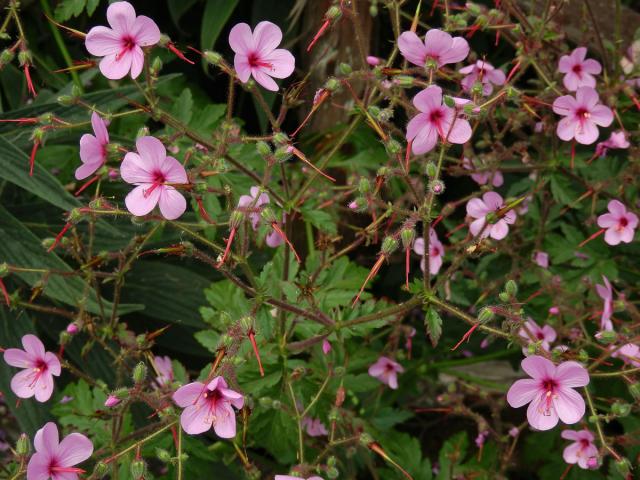 Kakost (Geranium palmatum Cav.)