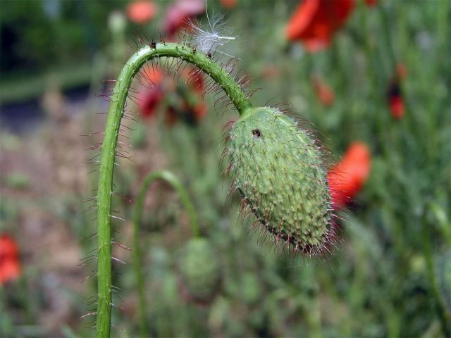 Mák vlčí (Papaver rhoeas L.)