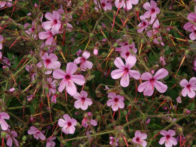 Kakost (Geranium palmatum Cav.)