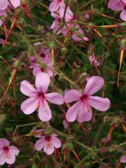 Kakost (Geranium palmatum Cav.)