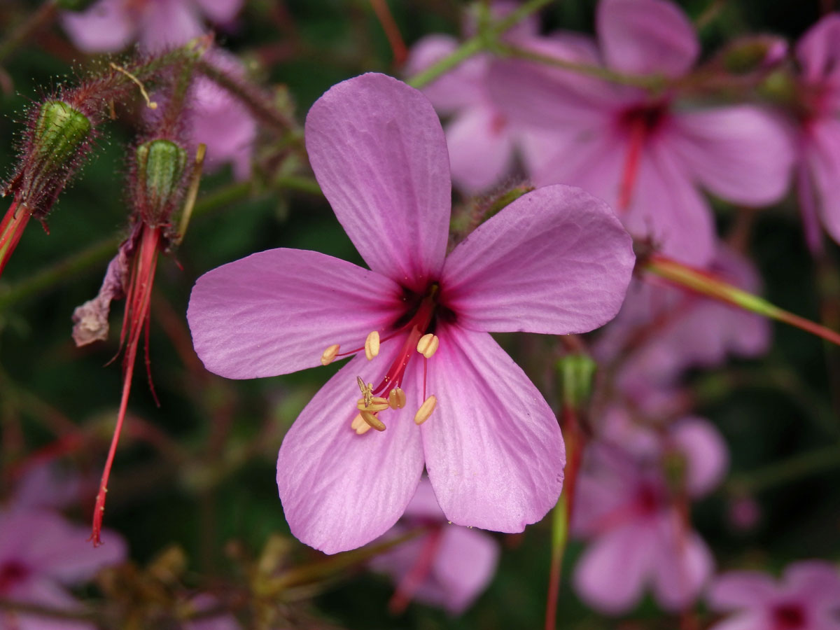 Kakost (Geranium palmatum Cav.)