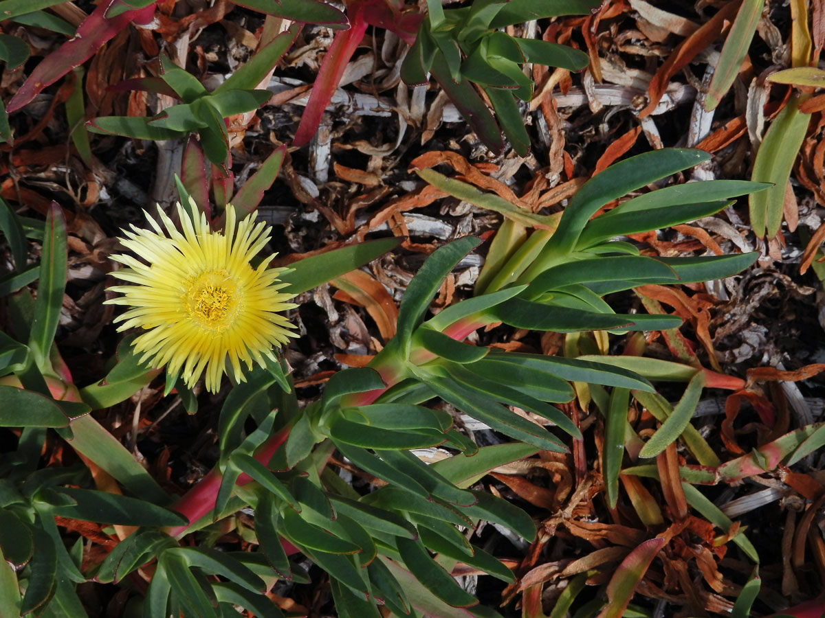 Kosmatcovník (Carpobrotus edulis (L.) N. E. Br.)