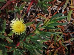 Kosmatcovník (Carpobrotus edulis (L.) N. E. Br.)    