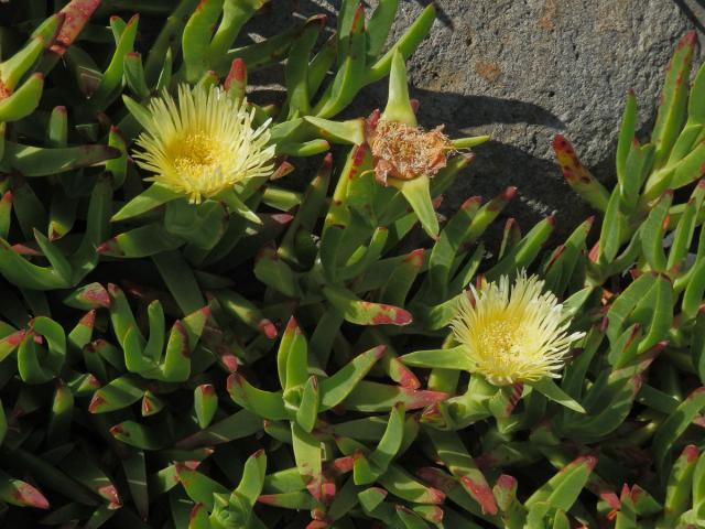 Kosmatcovník (Carpobrotus edulis (L.) N. E. Br.)