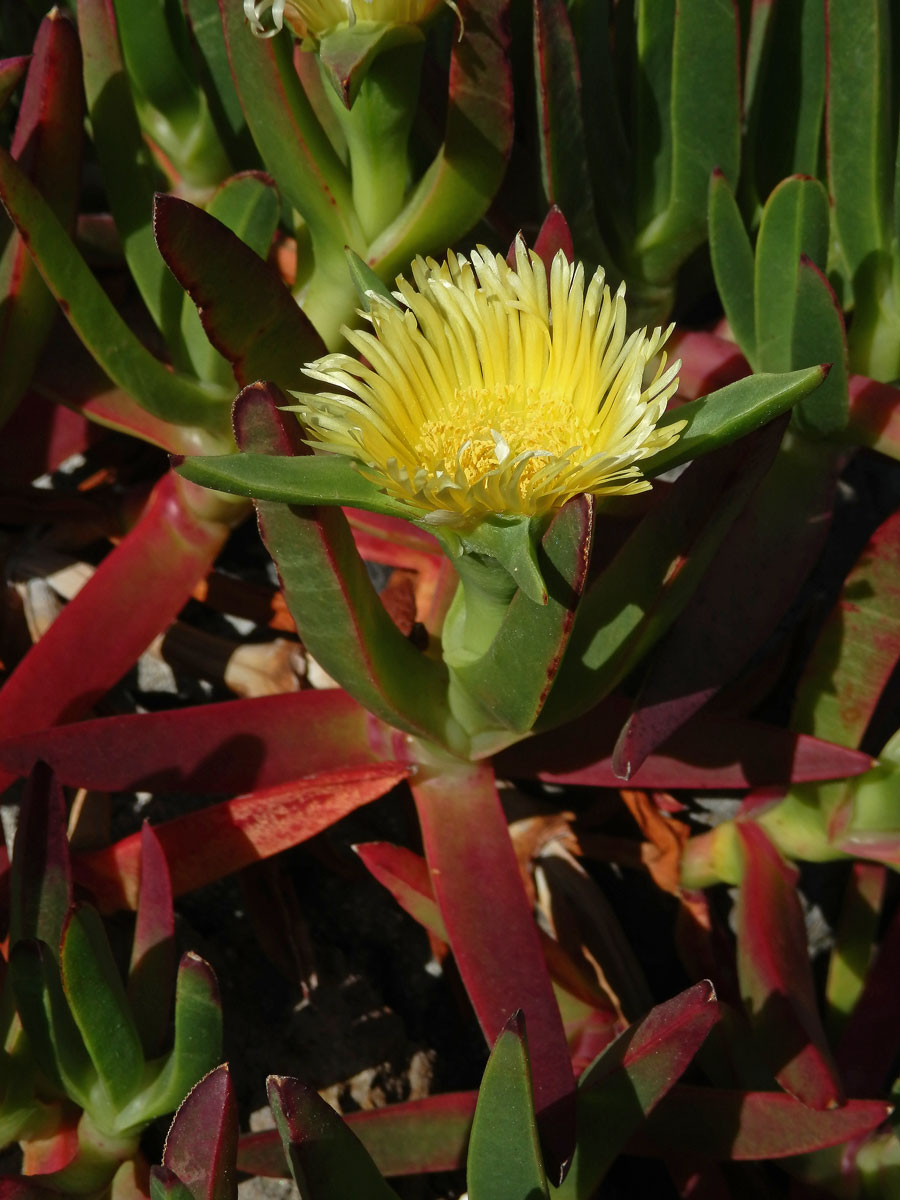 Kosmatcovník (Carpobrotus edulis (L.) N. E. Br.)