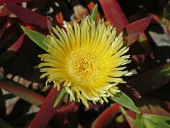 Kosmatcovník (Carpobrotus edulis (L.) N. E. Br.)