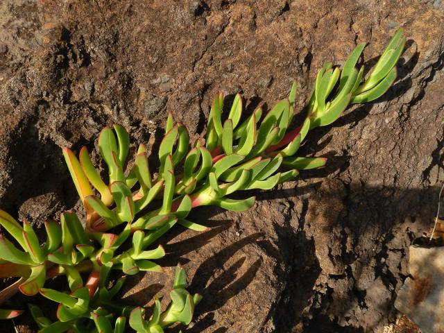 Kosmatcovník (Carpobrotus edulis (L.) N. E. Br.)