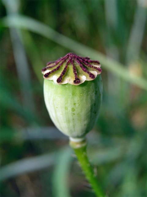 Mák vlčí (Papaver rhoeas L.)