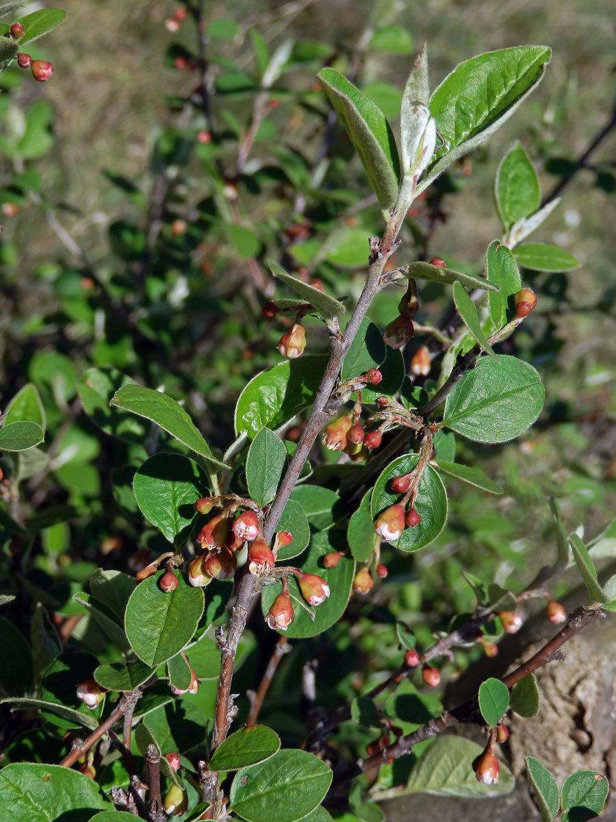 Skalník celokrajný (Cotoneaster integerrimus Med.)