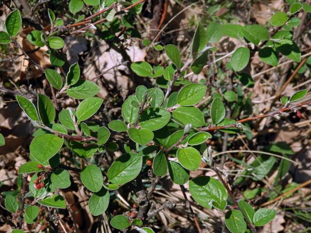 Skalník celokrajný (Cotoneaster integerrimus Med.)