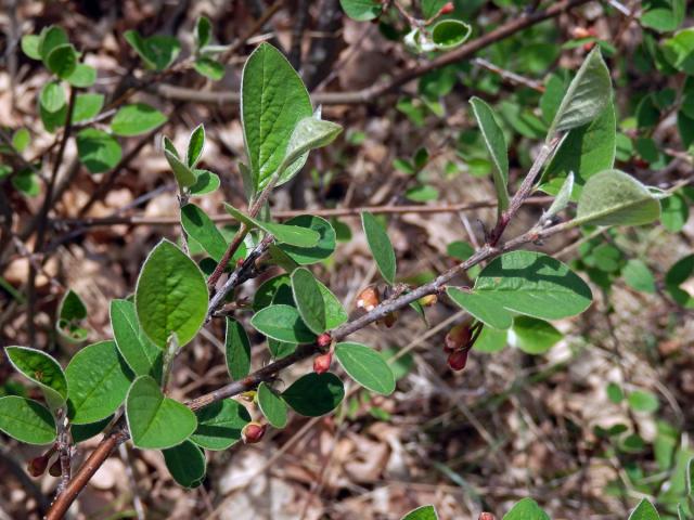 Skalník celokrajný (Cotoneaster integerrimus Med.)