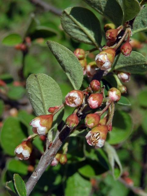 Skalník celokrajný (Cotoneaster integerrimus Med.)