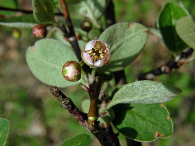 Skalník celokrajný (Cotoneaster integerrimus Med.)