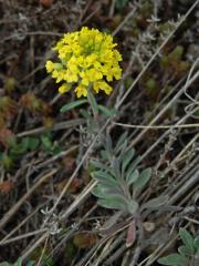 Tařinka horská pravá (Alyssum montanum L. subsp. montanum)