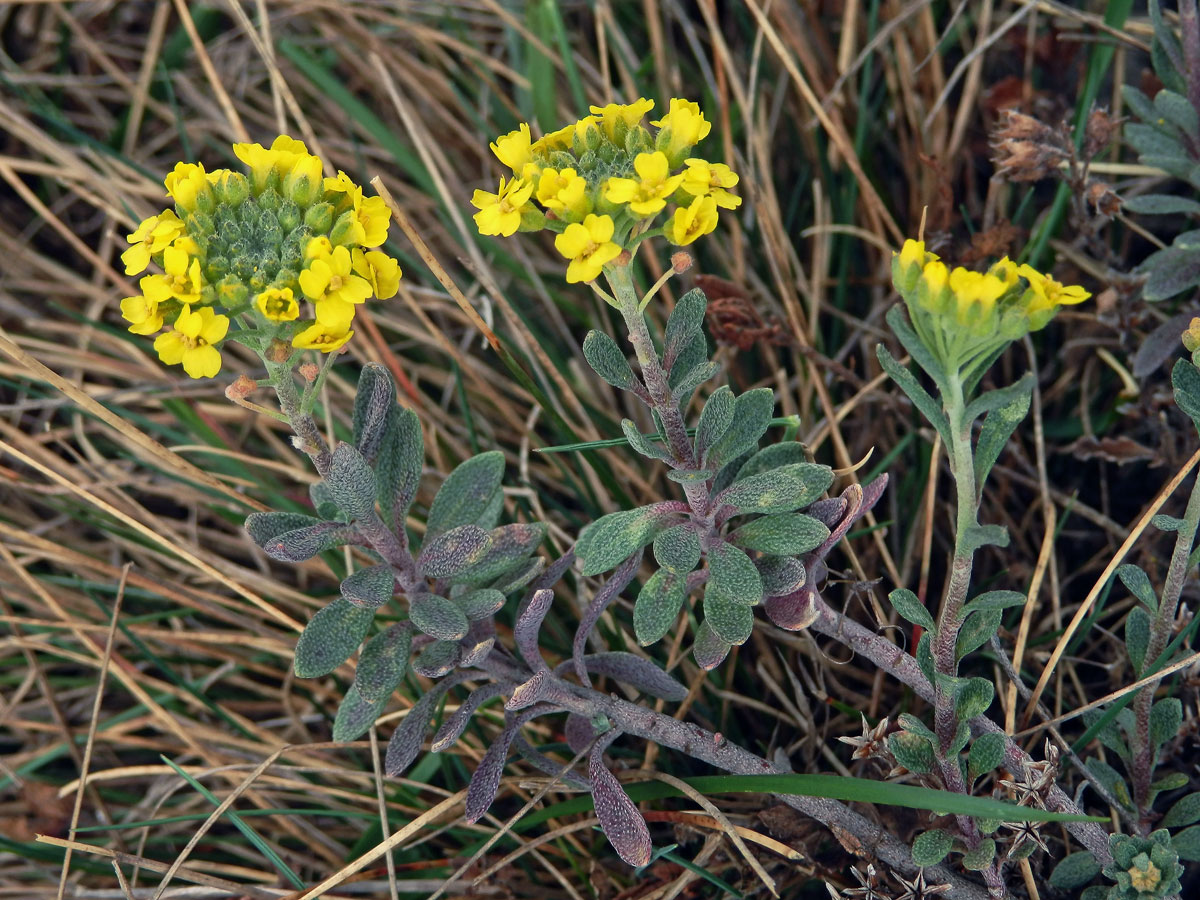 Tařinka horská pravá (Alyssum montanum L. subsp. montanum)