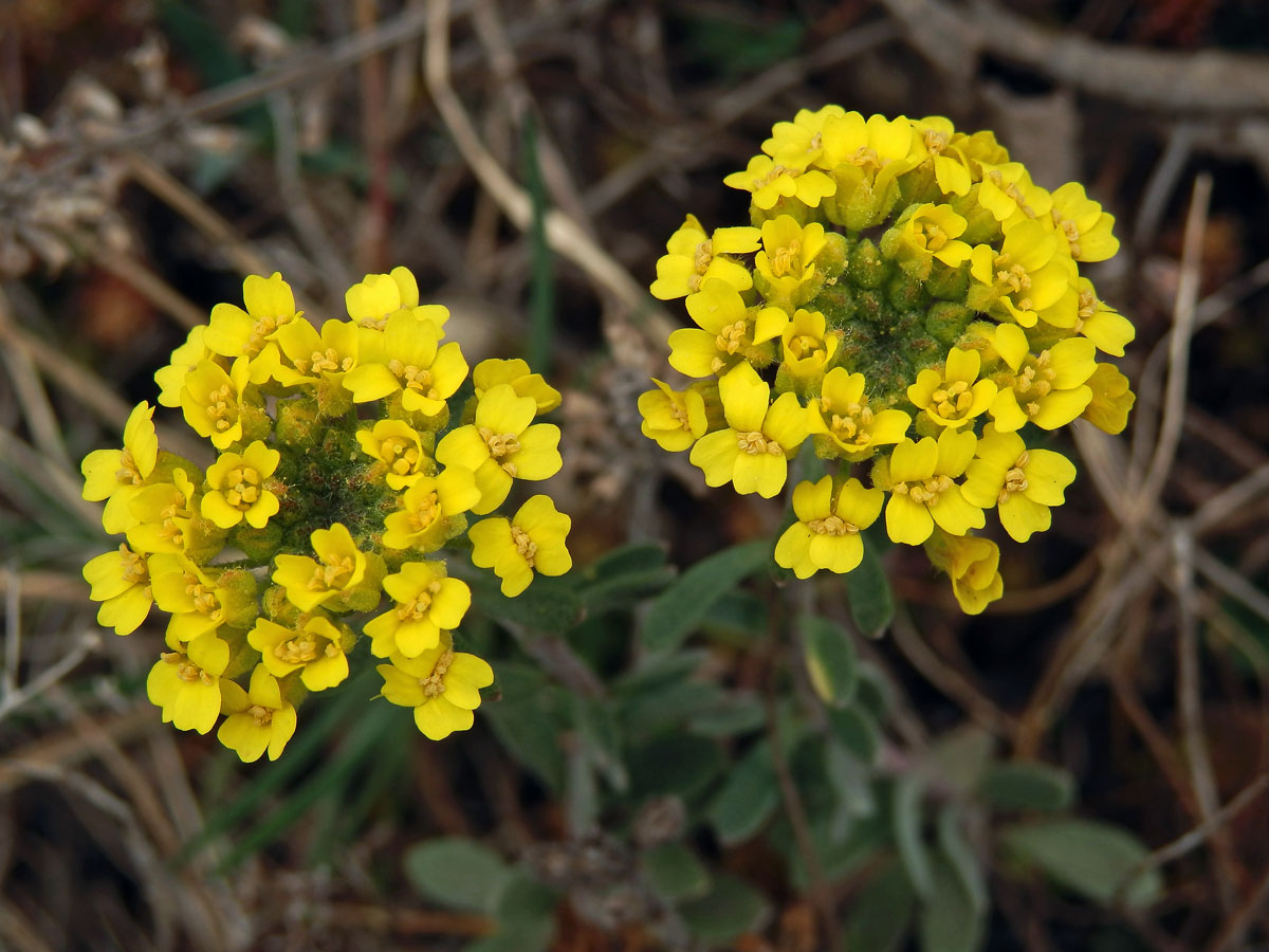 Tařinka horská pravá (Alyssum montanum L. subsp. montanum)