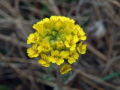 Tařinka horská pravá (Alyssum montanum L. subsp. montanum)