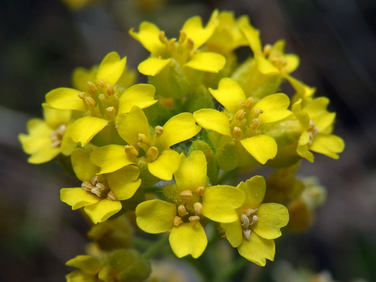 Tařinka horská pravá (Alyssum montanum L. subsp. montanum)