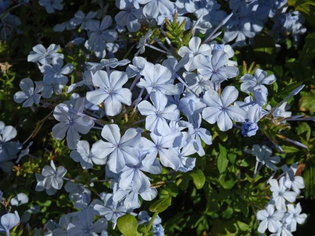 Olověnec (Plumbago auriculata Lam.)