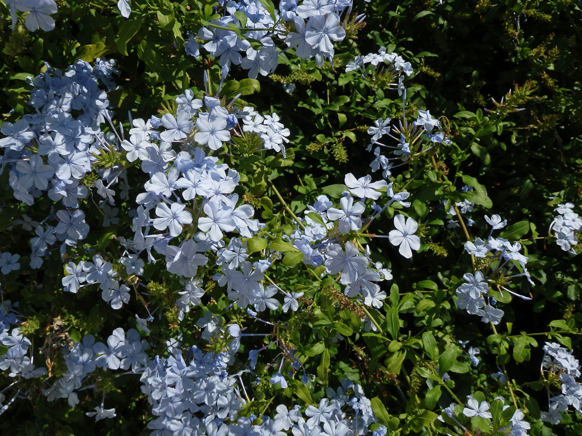 Olověnec (Plumbago auriculata Lam.)