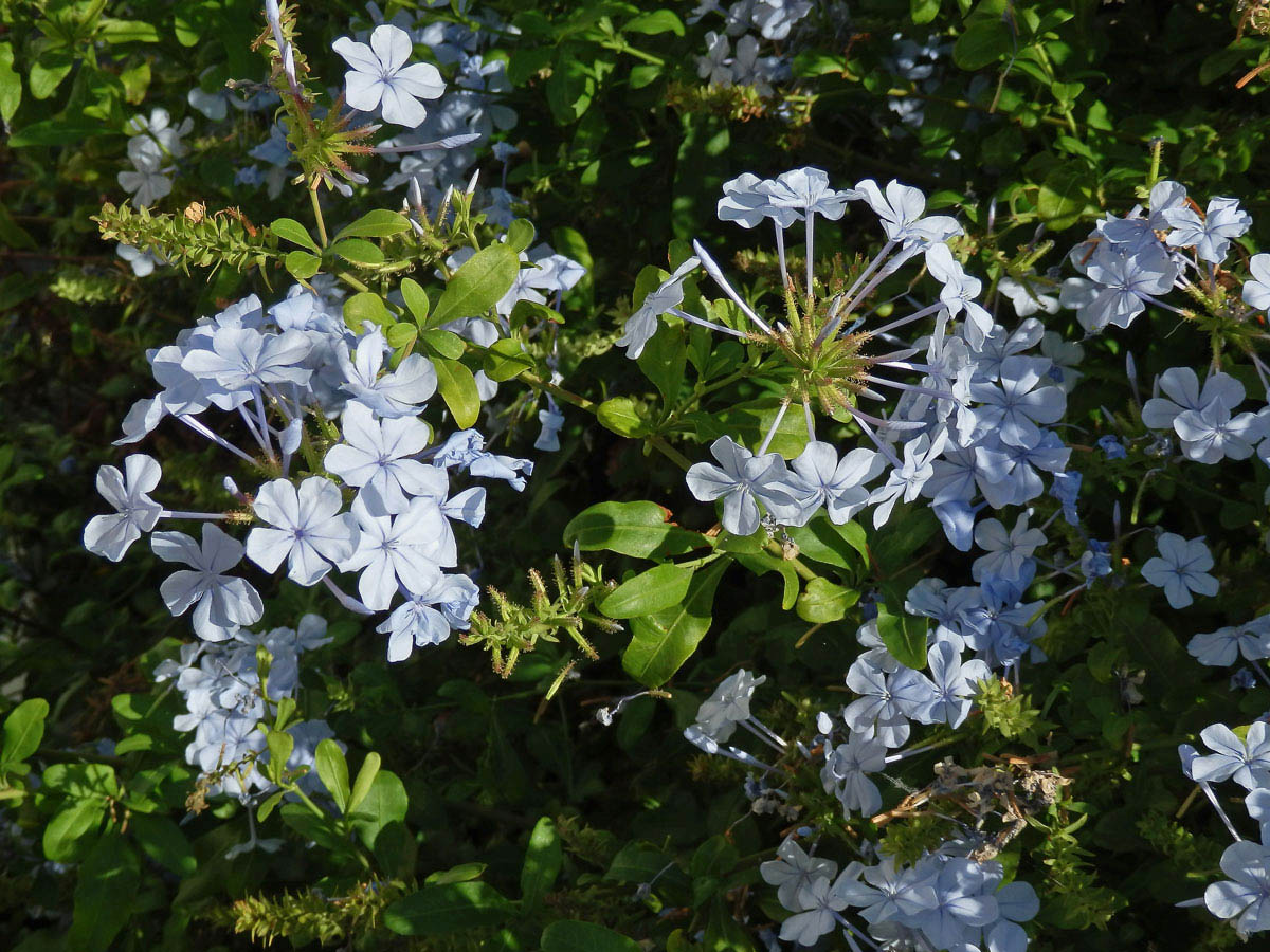 Olověnec (Plumbago auriculata Lam.)