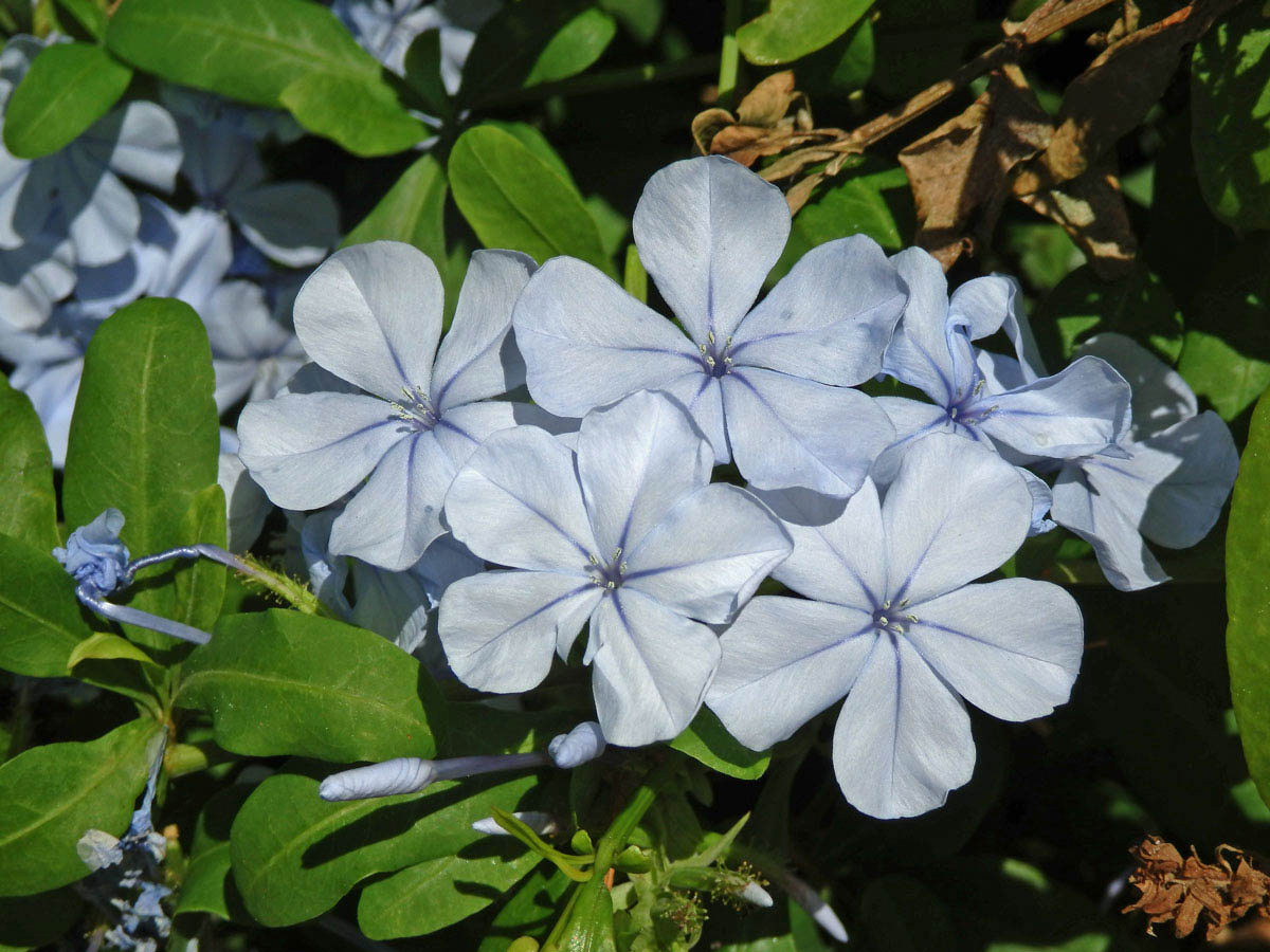 Olověnec (Plumbago auriculata Lam.)