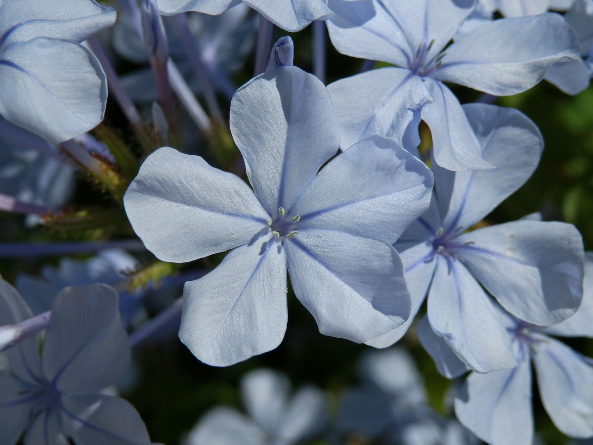 Olověnec (Plumbago auriculata Lam.)