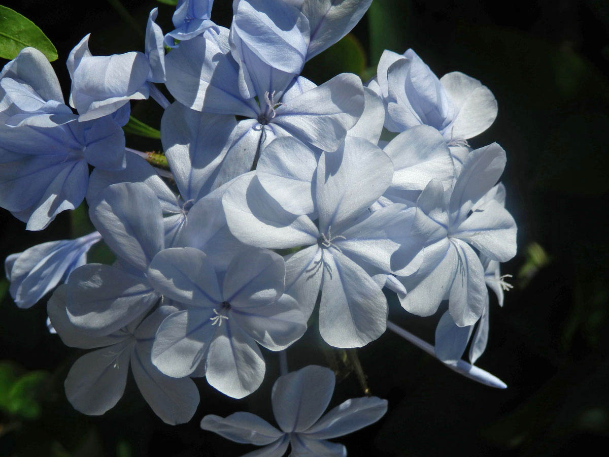 Olověnec (Plumbago auriculata Lam.)