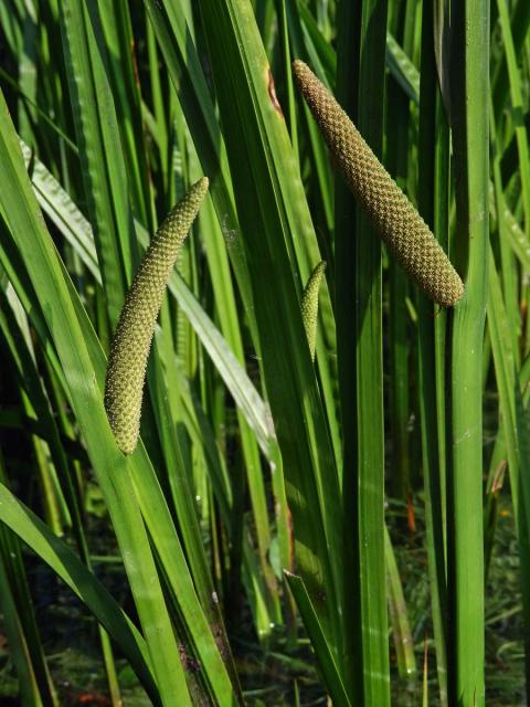 Puškvorec obecný (Acorus calamus L.)