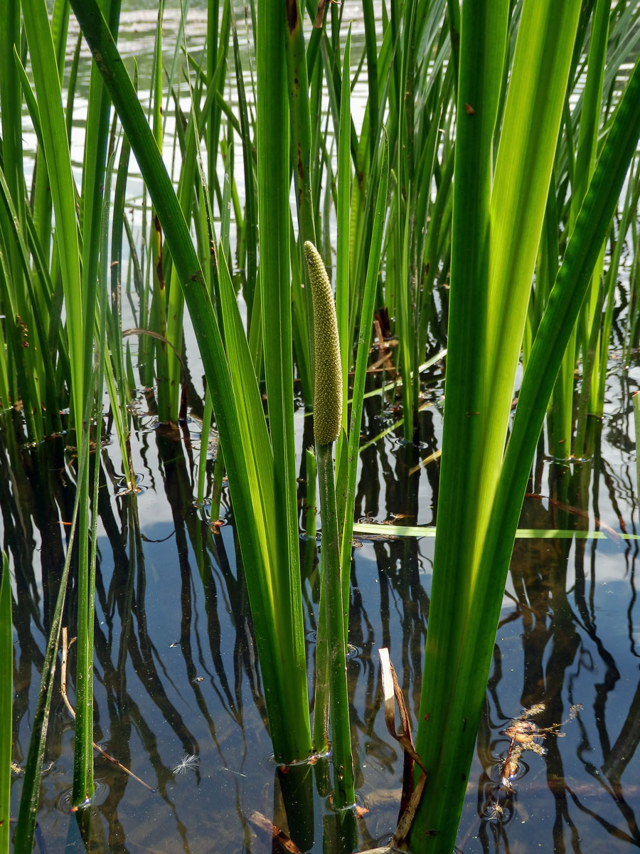 Puškvorec obecný (Acorus calamus L.)