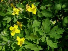 Vlaštovičník větší (Chelidonium majus L.)