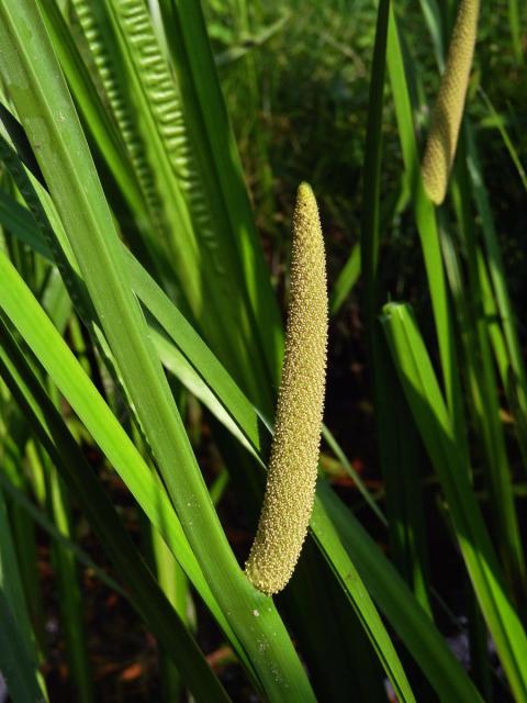 Puškvorec obecný (Acorus calamus L.)