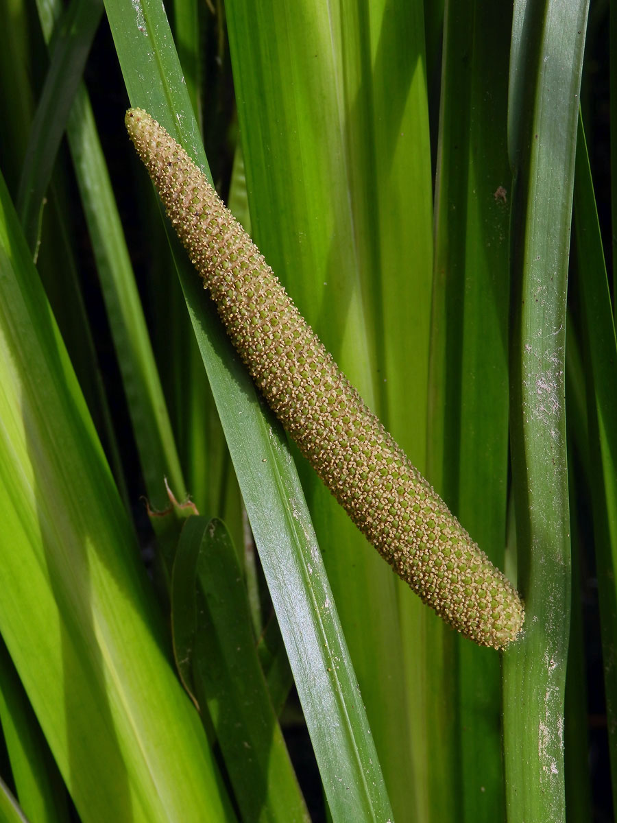 Puškvorec obecný (Acorus calamus L.)