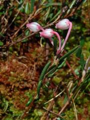 Kyhanka sivolistá (Andromeda polifolia L.)