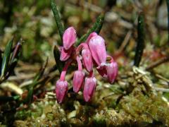 Kyhanka sivolistá (Andromeda polifolia L.)